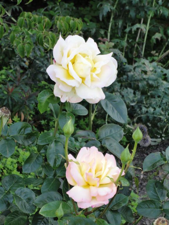 B&B Vennehoeve Vremde Dış mekan fotoğraf